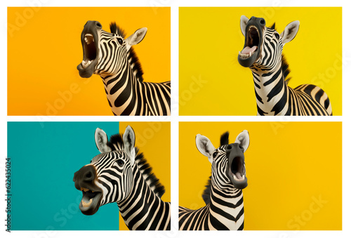 Set of zebras