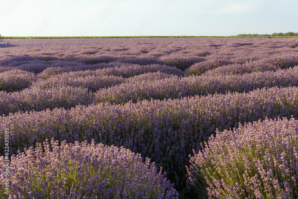 Big beautyful blooming Lavender Field, in purple shades. Lavender background