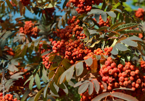 Konstfotografi Ripe and juicy bunches of red mountain ash in close-up