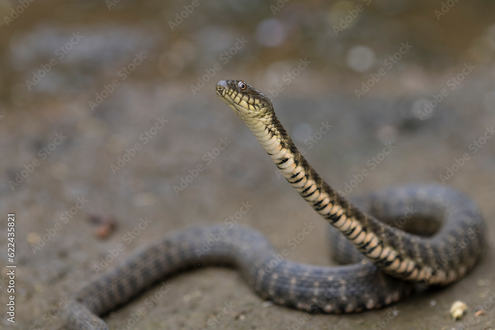 Dice Snake (Natrix tessellata) in curious pose Dice Snake (Natrix tessellata) in curious pose