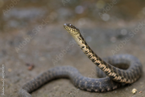 Dice Snake (Natrix tessellata) in curious pose