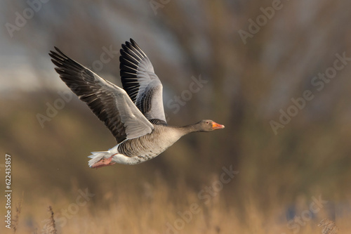 Greylag Goose (Anser anser) in flight photo