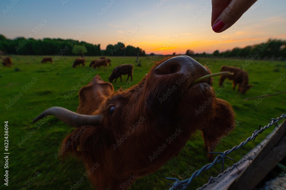Karmiona Szkocka krowa Highland Cattles na pastwisku, łące o zachodzie słońca. - obrazy, fototapety, plakaty 