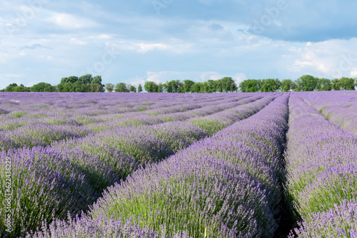 Lavender field against a clear sky