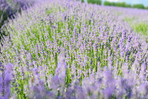 Beautiful lavender colors during the flowering season