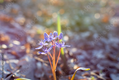 Two-leaf blue scrub on a spring day