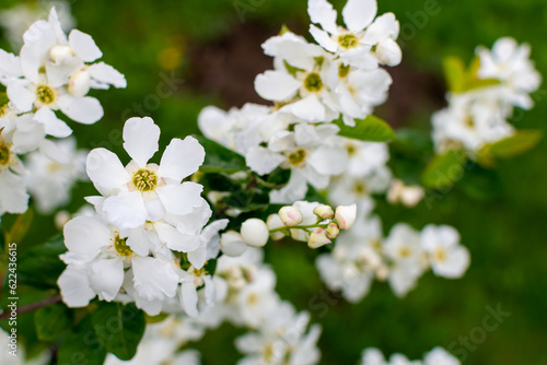 Tree branch with beautiful white flowers