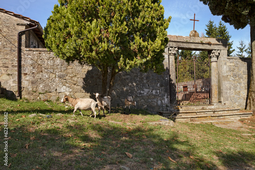 Pescia, Pistoia, Tuscany, Italy: entrance to the old cemetery with grazing goats, near the medieval church in the hamlet of Castelvecchio photo