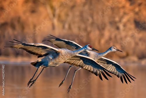 Male and female sandhill cranes flying together at Bosque del Apache, New Mexico