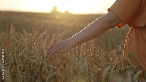 Middle aged woman touches lot of ripe ears in field at sunset, slow motion. Rich harvest of grain crops before harvesting in autumn, close-up. Concept of food crisis, successful agribusiness.