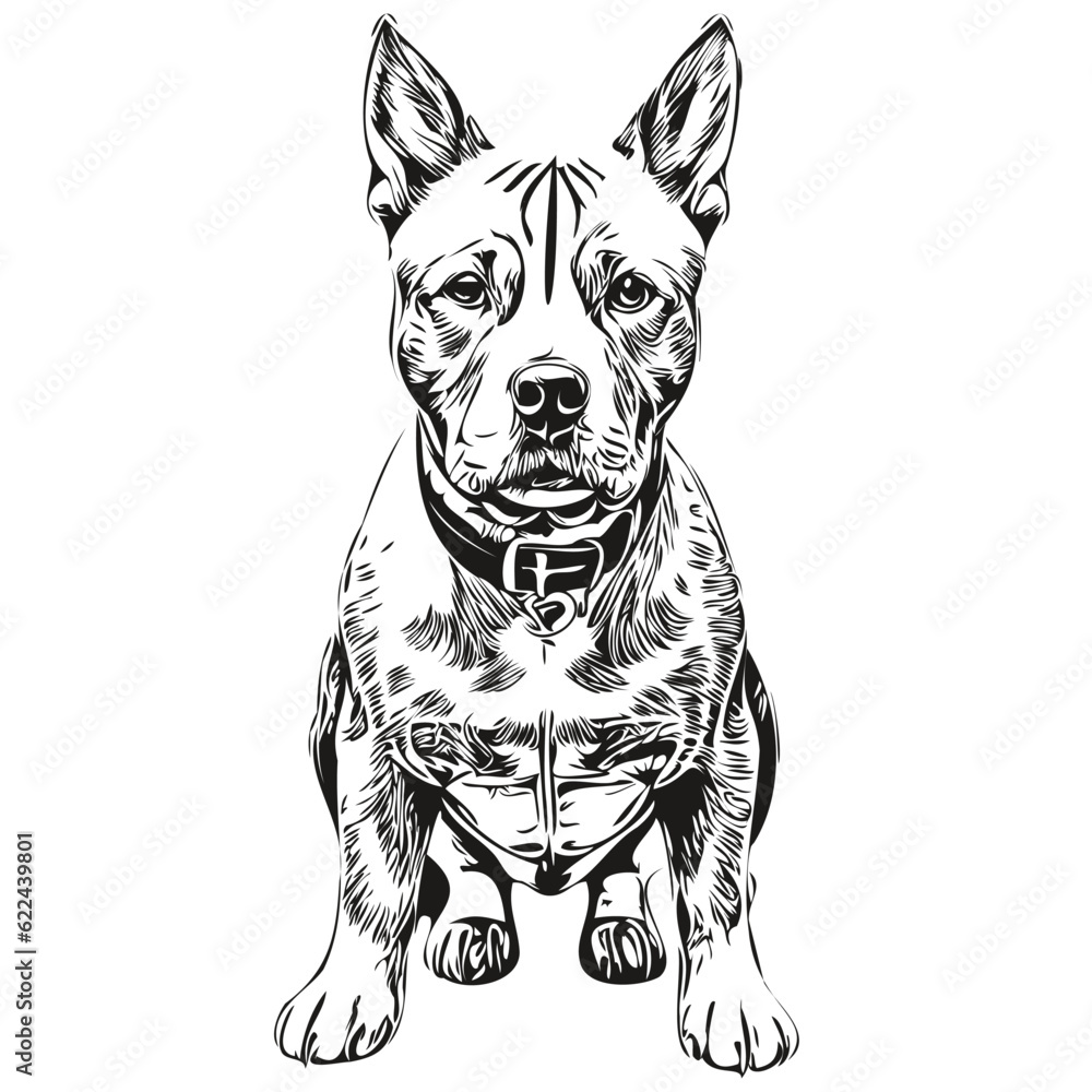 American Staffordshire Terrier dog line illustration, black and white ink sketch face portrait in vector