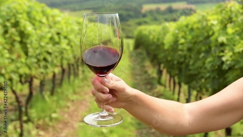 Glass of red wine with green bright vineyard background