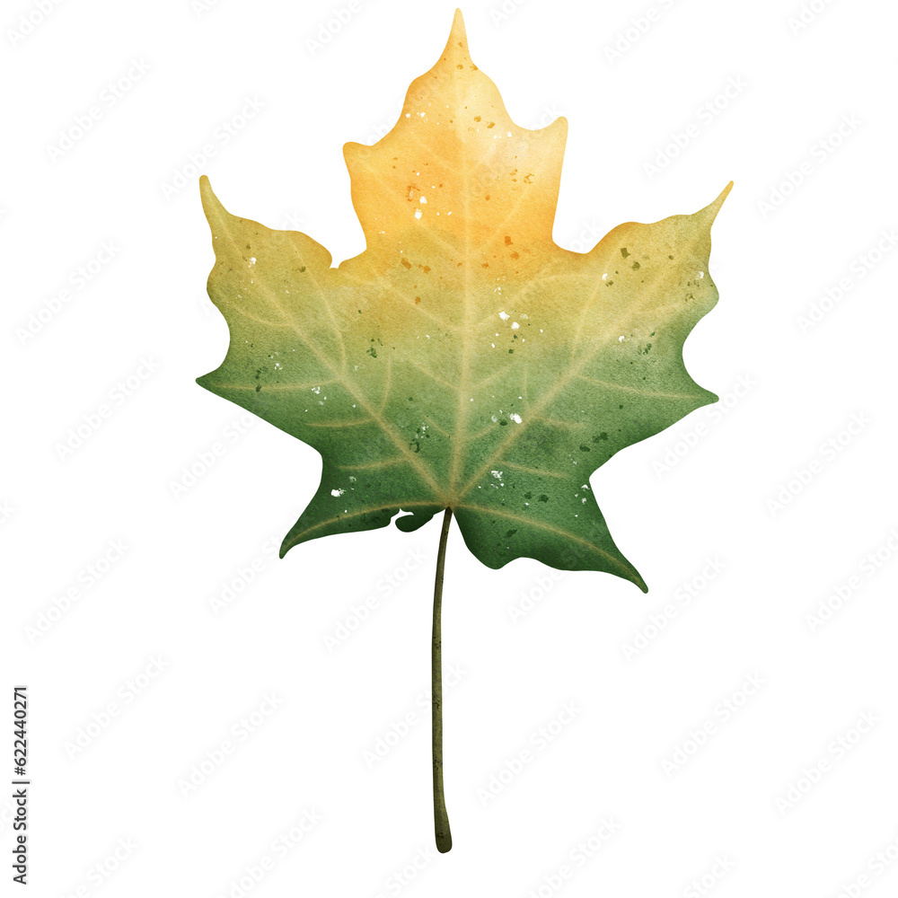 Fototapeta premium Watercolor Fall Leaf Illustration Isolated on Transparent Background