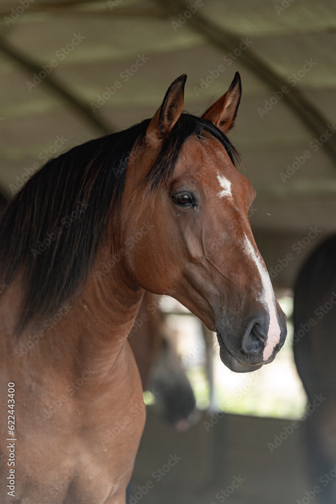 Obraz premium Beautiful brown Lusitano Alter Real mare