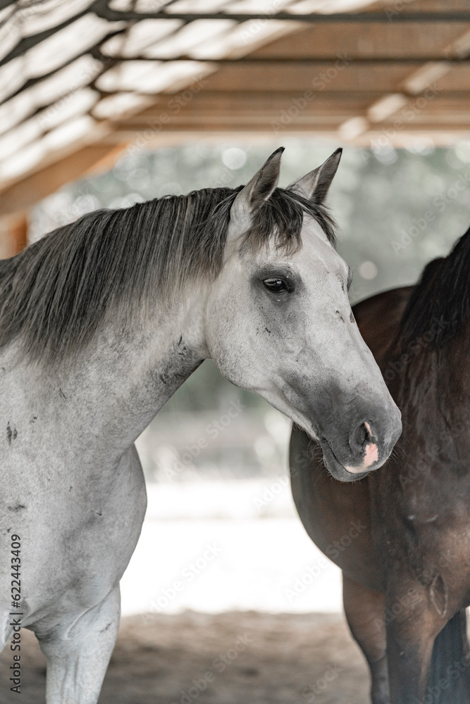 Fototapeta premium horse living in paddock paradise free grey mare protrait