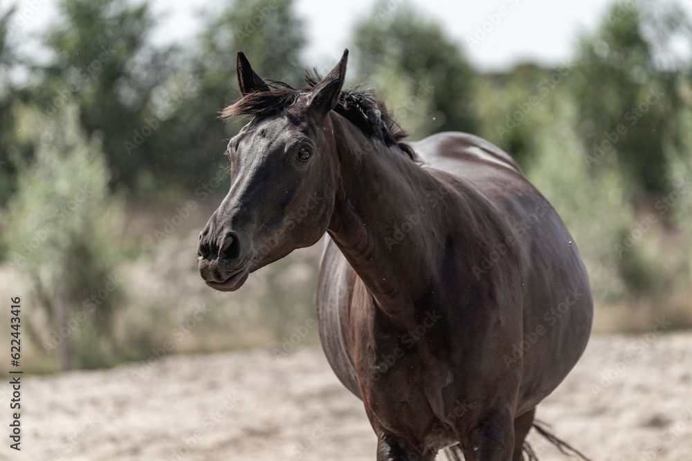 Fototapeta premium horse living in paddock paradise free