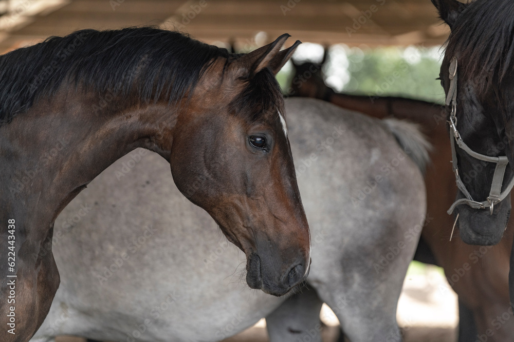 Fototapeta premium horse living in paddock paradise free