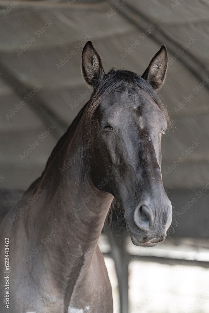 Beautiful horse portrait looking pretty Beautiful horse portrait looking pretty