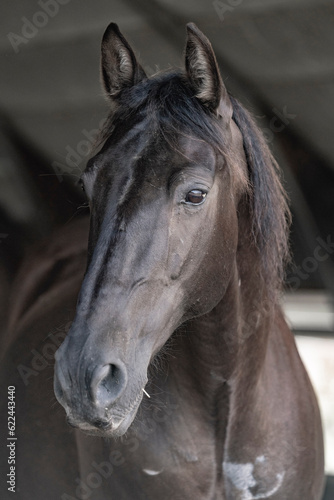 Beautiful horse portrait looking pretty with a soft look in his eyes