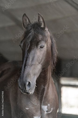 Beautiful horse portrait looking pretty 