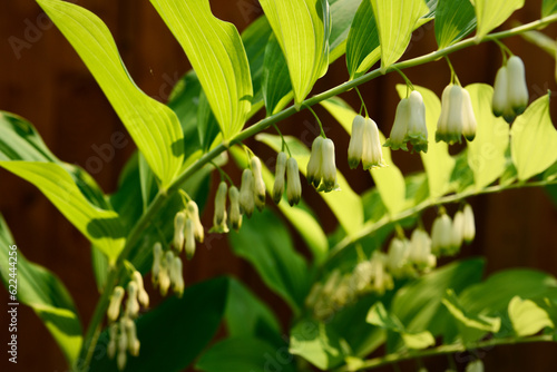 Close up of Solomon s Seal with white flower bells in a Spring garden