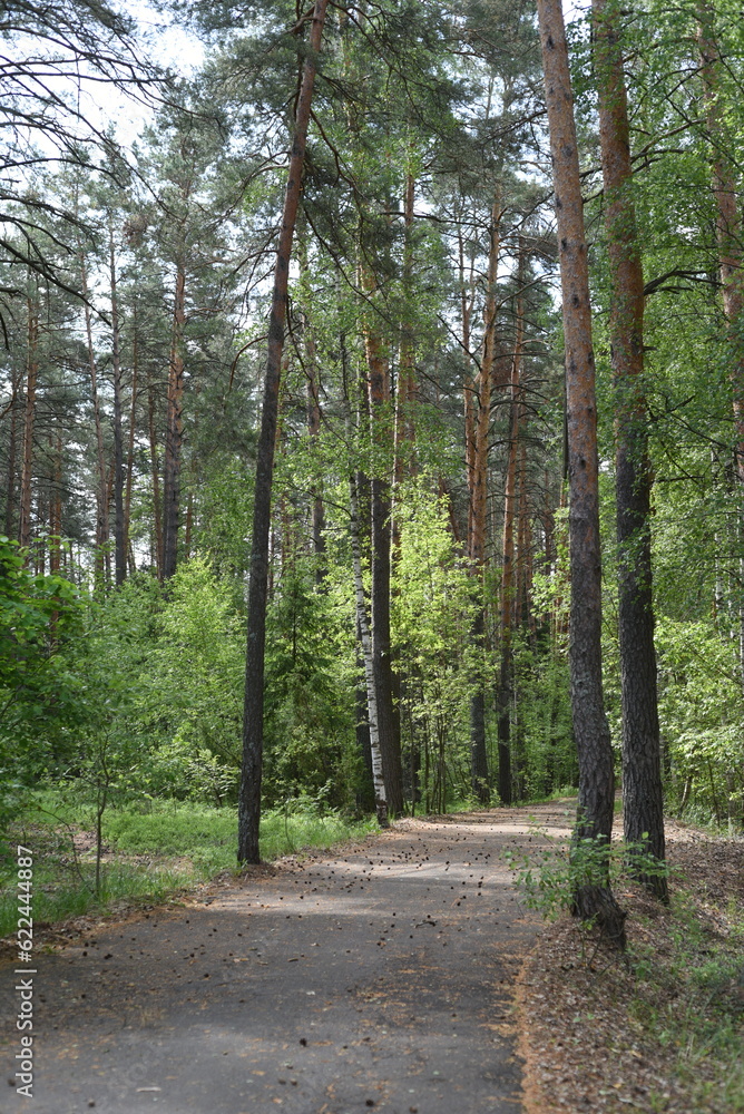 Obraz premium The asphalt road goes deep into the pine forest. Numerous bumps are lying on the road. Vertical.
