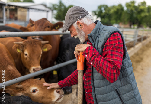 Farmer cuddling cows on farm