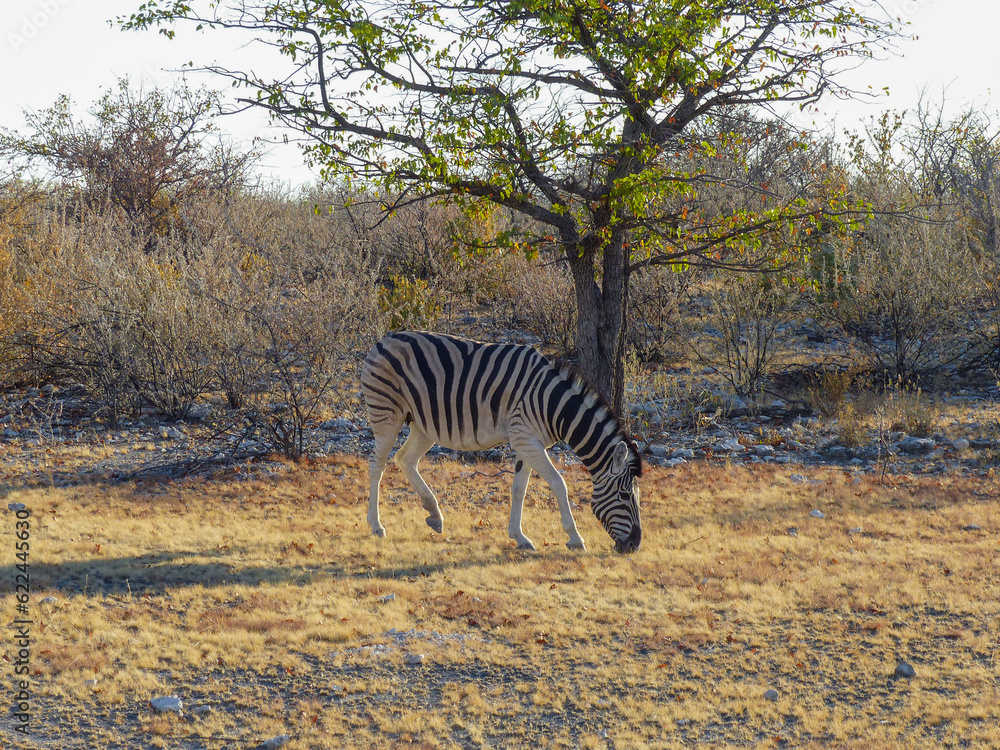 Obraz premium zebra and Landscape in a Etosha National Park near a waterhole Gemsbokvlakte in Namibia Africa