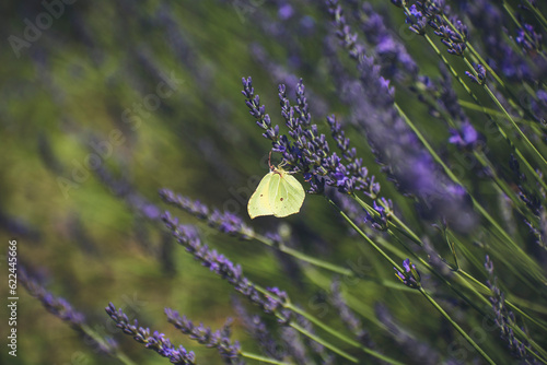 butterfly on a lavender field. a large lavender field bloomed, a purple flower photo