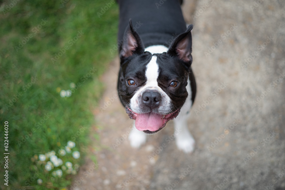 Boston Terrier dog standing and looking up at the camera, her tongue is out and she looks happy.