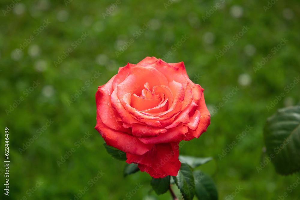 Beautiful red rose flower in summer garden
Beautiful red rose flower in summer garden