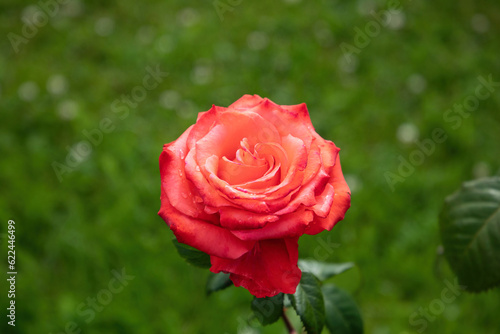  Beautiful red rose flower in summer garden