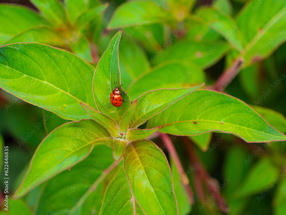 CLOSE UP, DOF: Small milkweed tortoise beetle on vibrant green leafy flower CLOSE UP, DOF: Small milkweed tortoise beetle on vibrant green leafy flower