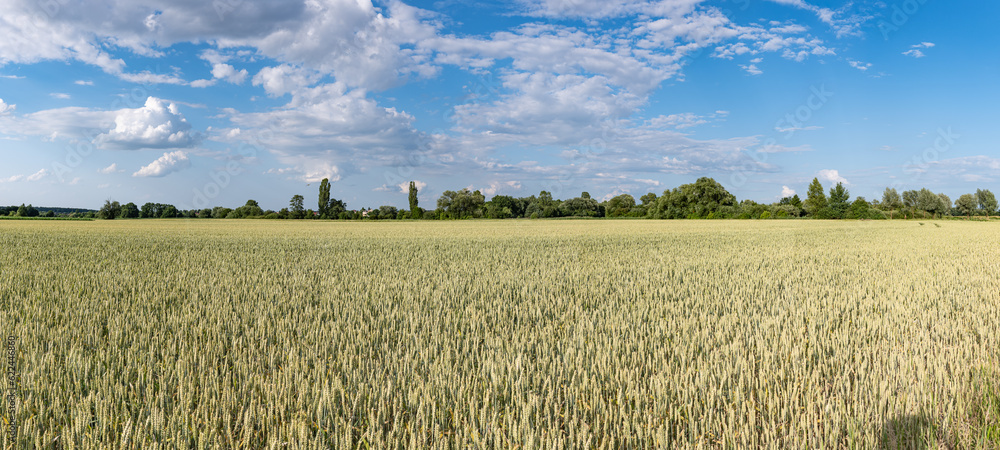 Panoramiczny krajobraz pola uprawnego w okresie wzrostów pory letniej w zachodniej Polsce - obrazy, fototapety, plakaty 