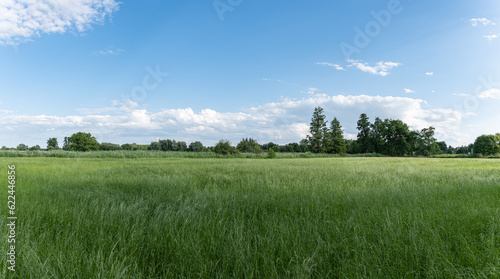 Panoramiczny krajobraz pola uprawnego w okresie wzrost  w pory letniej w zachodniej Polsce