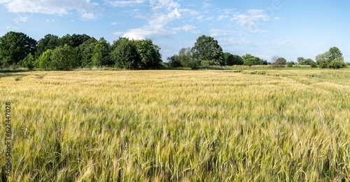 Panoramiczny krajobraz pola uprawnego w okresie wzrost  w pory letniej w zachodniej Polsce