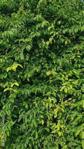 detail of a bush full of softly textured leaves in different shades of green under bright sunlight outdoors