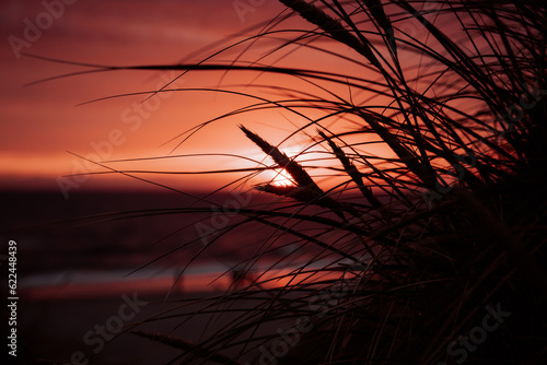 landscape and sunset at the beach of denmark with dune and grass