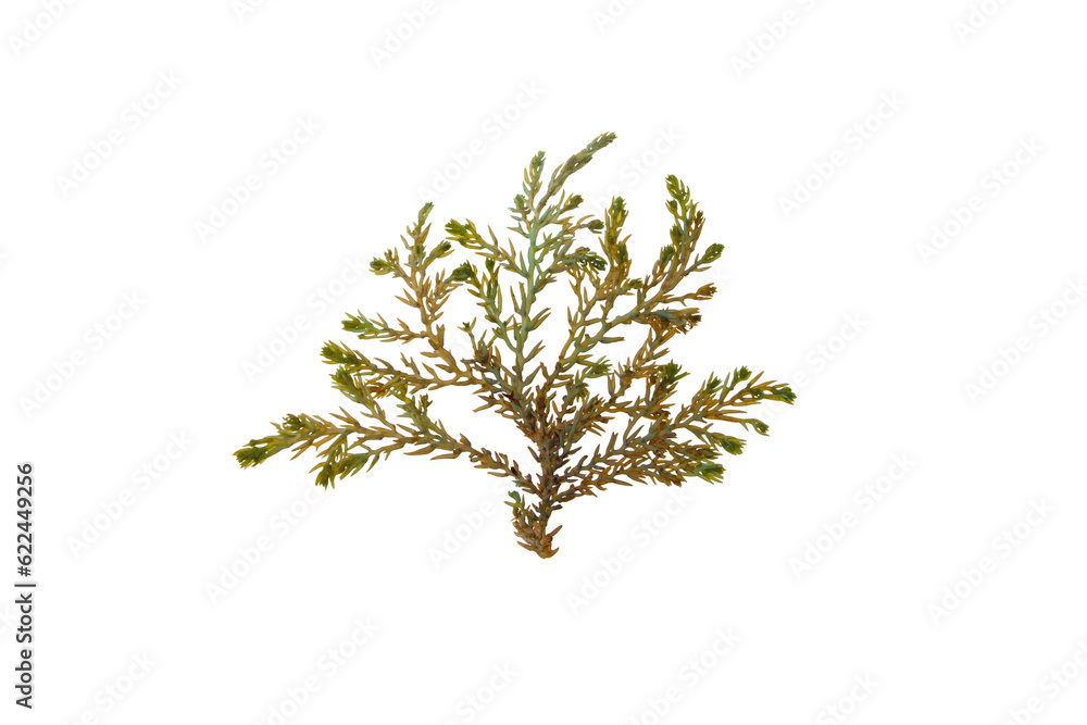 Ericaria selaginoides or Cystoseira tamariscifolia brown alga isolated transparent png. Bushy Rainbow Wrack seaweed with bright iridescent tips. - obrazy, fototapety, plakaty 