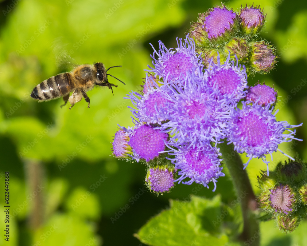 A Hard-Working Bee is Flying in Search for Its Daily Pollen Portion towards a Purple Flower that is Displaying Incredible Texture and Details A Hard-Working Bee is Flying in Search for Its Daily Pollen Portion towards a Purple Flower that is Displaying Incredible Texture and Details