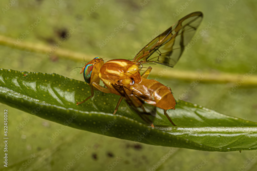 Fototapeta premium Adult Fruit Fly