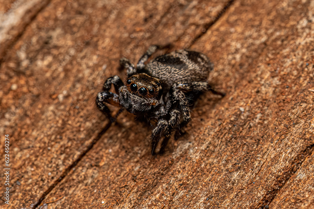 Obraz premium Adult Female jumping spider