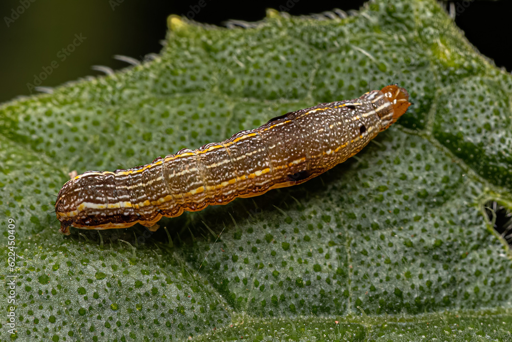 Brown Caterpillar Moth