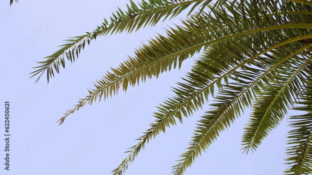 Tropical coconut palm leaf swaying in the wind with sun light, Summer background, slow motion. Coconut palm trees bottom view sun shining through branches swaying wind sunny. High quality 4k footage Tropical coconut palm leaf swaying in the wind with sun light, Summer background, slow motion. Coconut palm trees bottom view sun shining through branches swaying wind sunny. High quality 4k footage