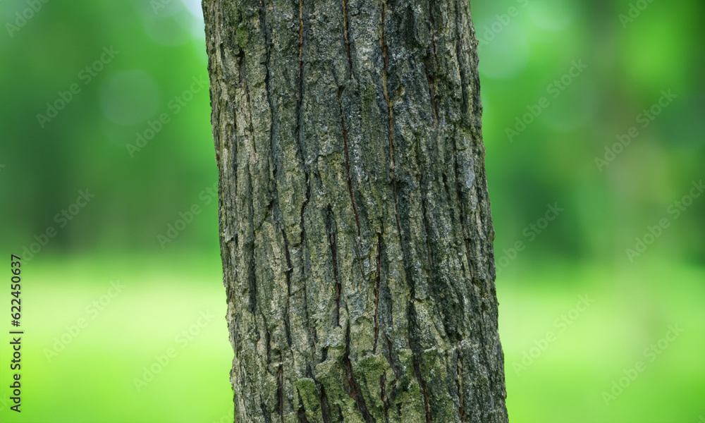 Closeup of a tree trunk with a blurred nature background.