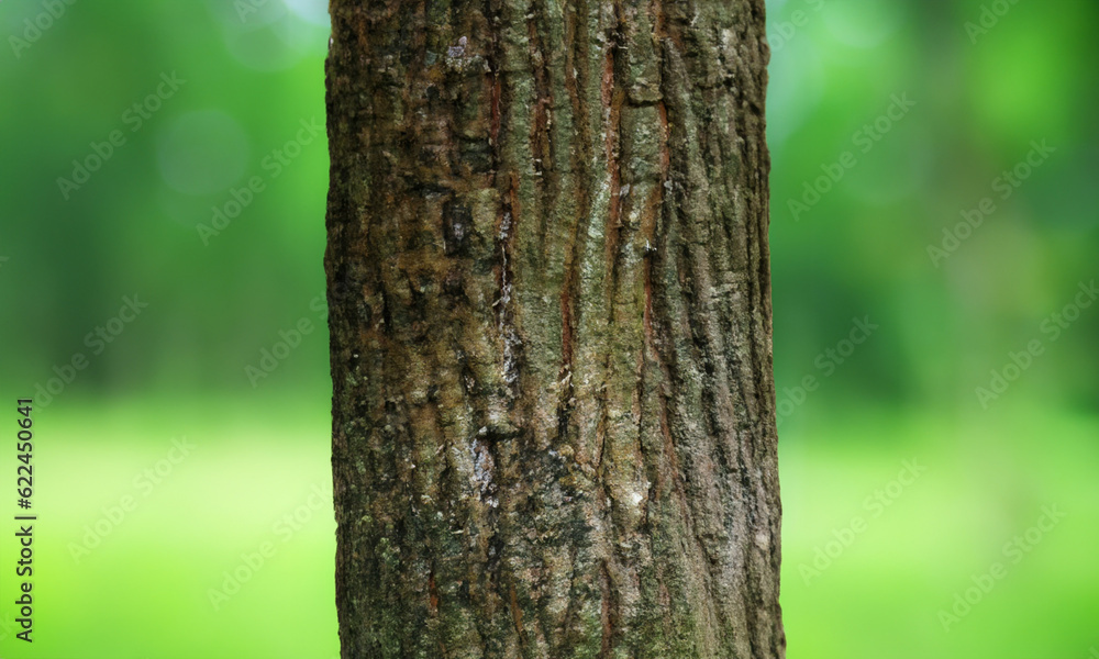 Closeup of a tree trunk with a blurred nature background.