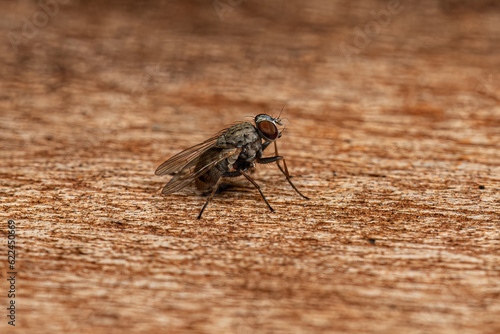 Adult Muscoid Fly