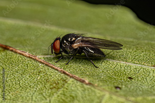 Foto Adult Lance Fly