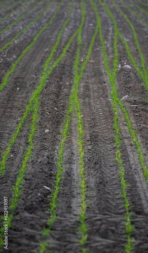 Corn emerging in the field. Small corn plants, saturated green in color. Moist and fertile soil in the field.