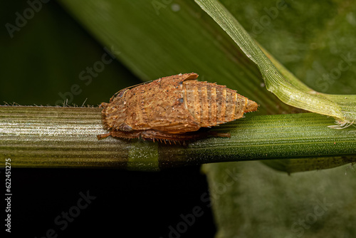 Sharpshooter Insect Molt photo